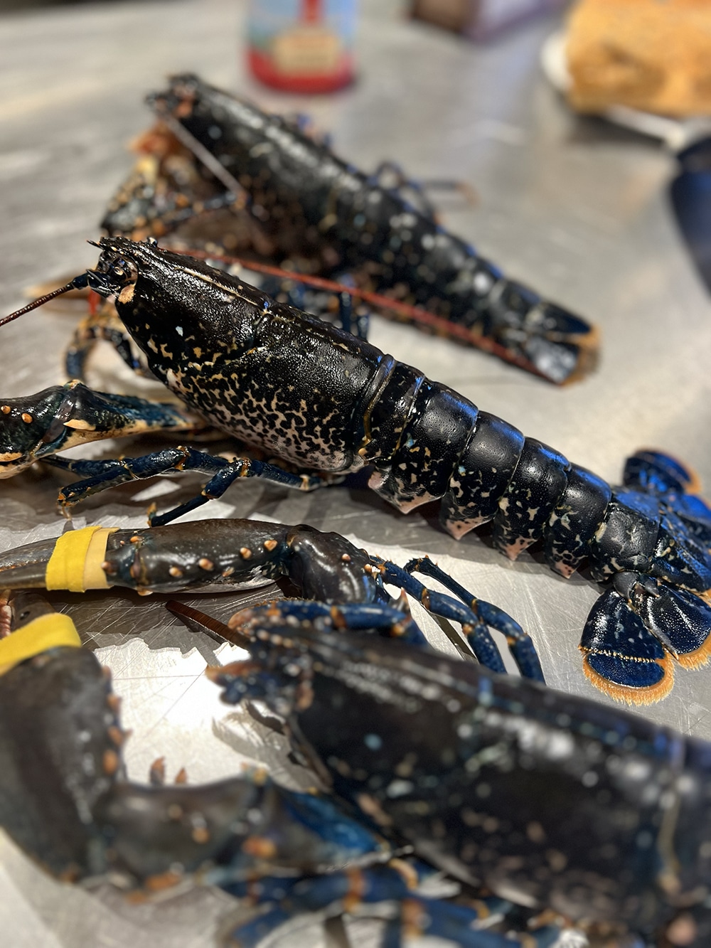 Homard bleu